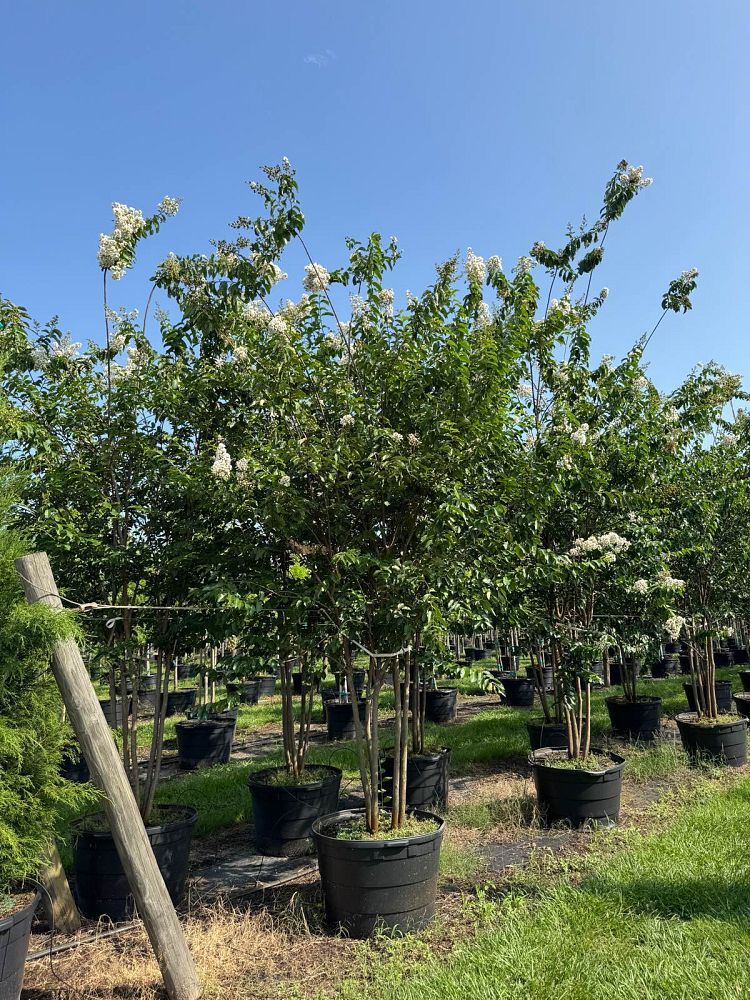 lagerstroemia-fauriei-natchez-japanese-crape-myrtle