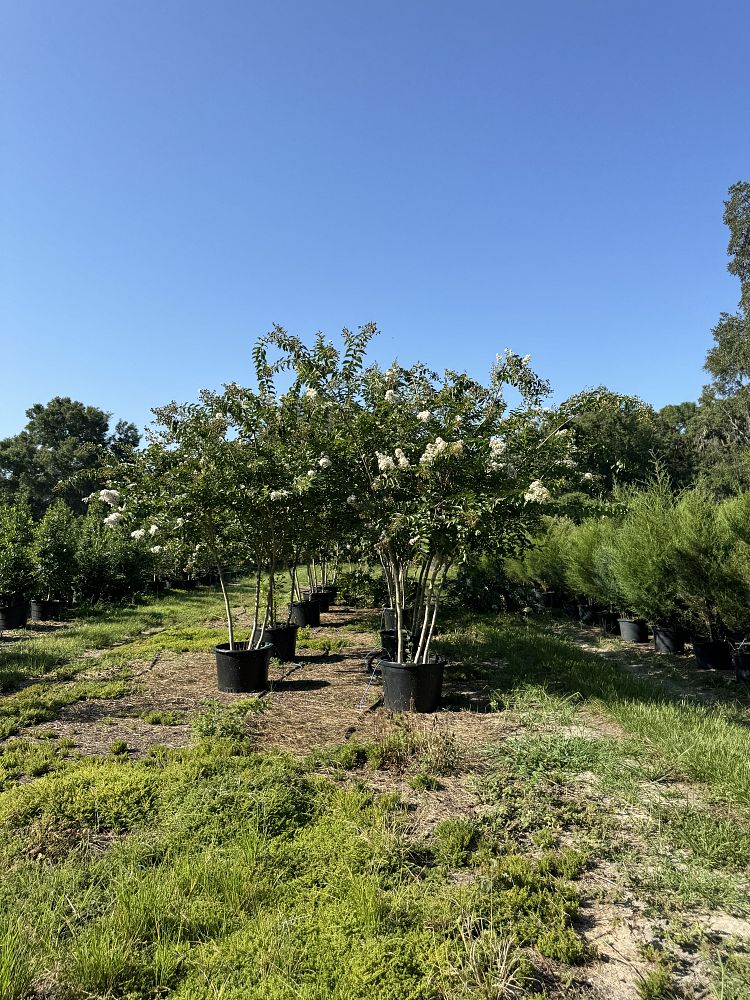 lagerstroemia-fauriei-natchez-japanese-crape-myrtle