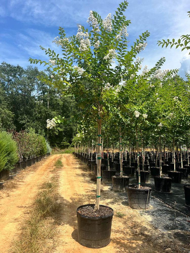 lagerstroemia-fauriei-natchez-japanese-crape-myrtle