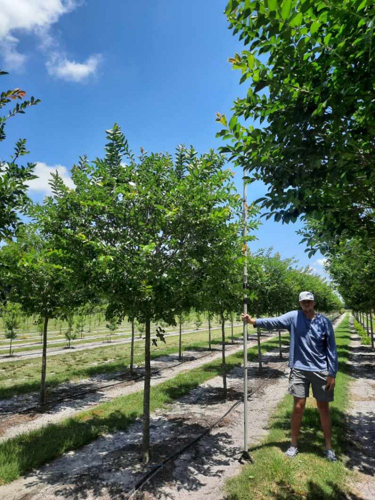lagerstroemia-fauriei-natchez-japanese-crape-myrtle