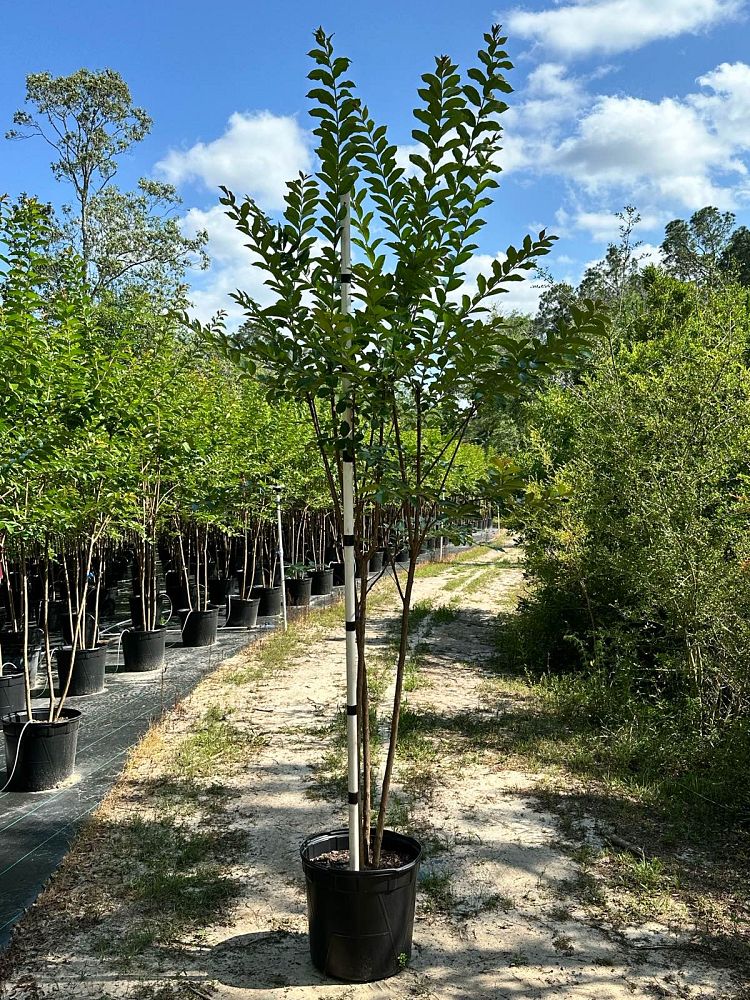 lagerstroemia-fauriei-natchez-japanese-crape-myrtle