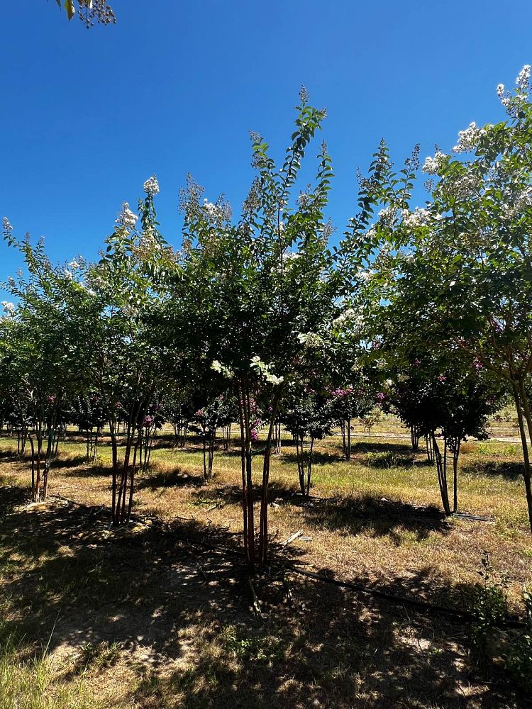 lagerstroemia-fauriei-natchez-japanese-crape-myrtle