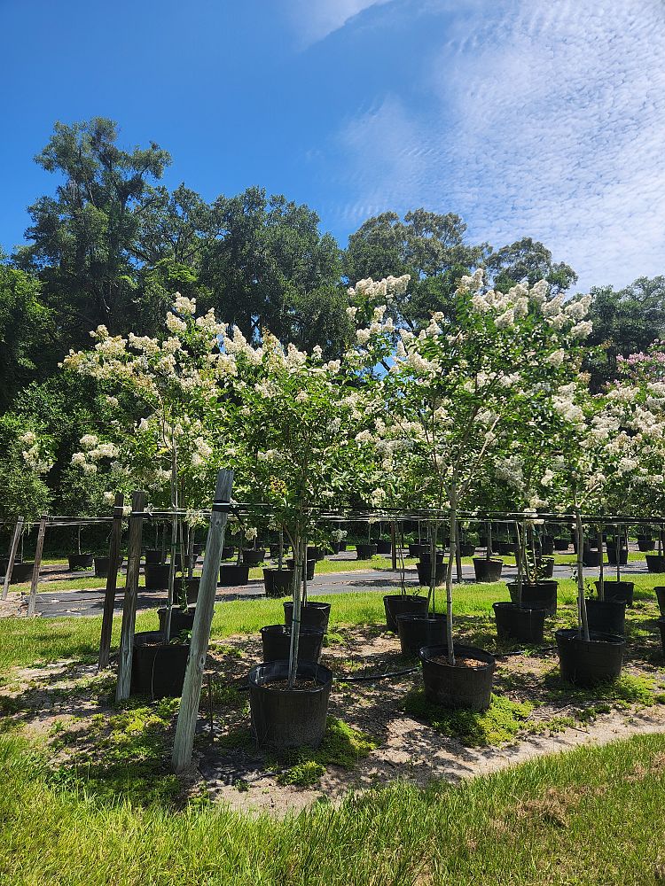 lagerstroemia-fauriei-natchez-japanese-crape-myrtle