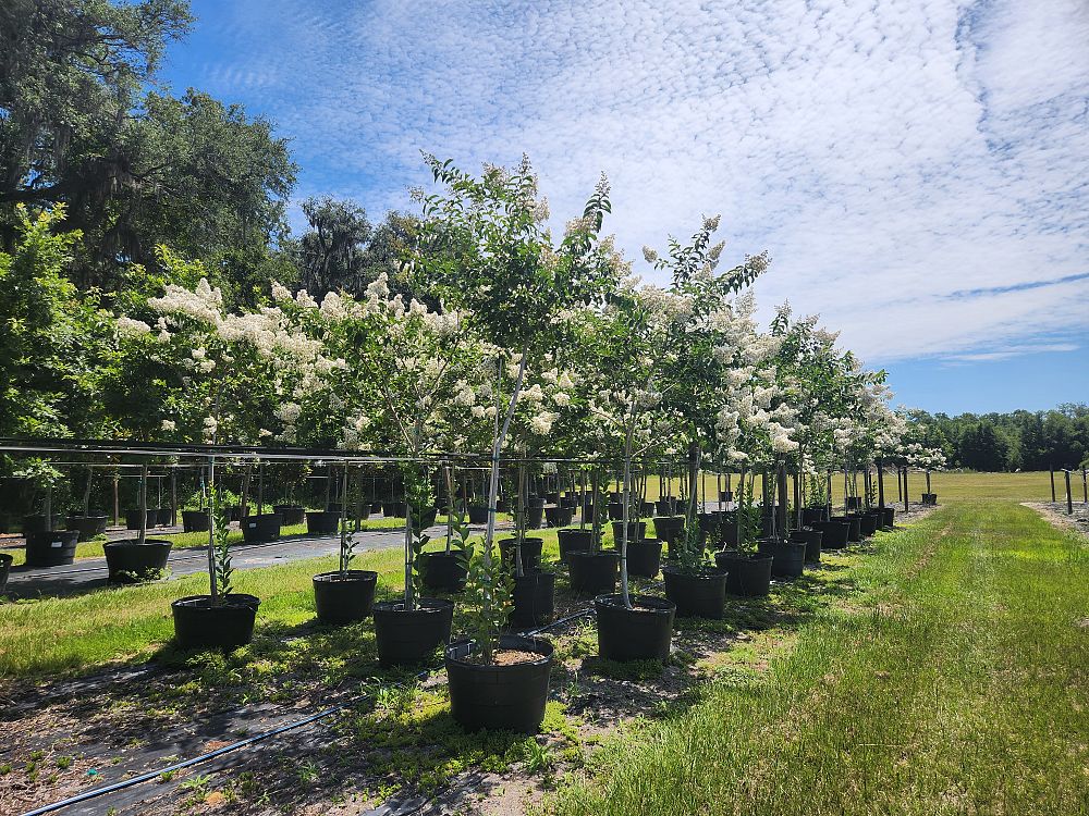 lagerstroemia-fauriei-natchez-japanese-crape-myrtle