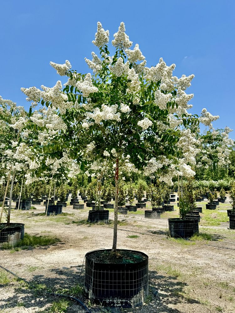 lagerstroemia-fauriei-natchez-japanese-crape-myrtle