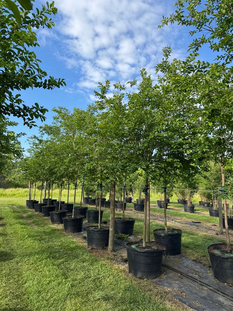 lagerstroemia-fauriei-natchez-japanese-crape-myrtle
