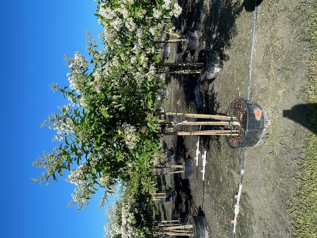 lagerstroemia-fauriei-natchez-japanese-crape-myrtle