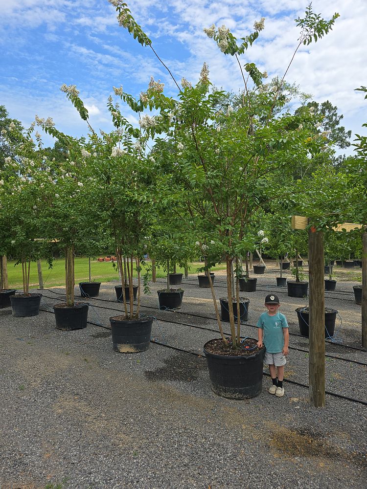 lagerstroemia-fauriei-natchez-japanese-crape-myrtle