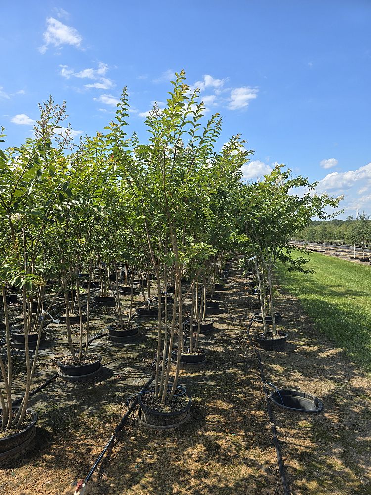 lagerstroemia-fauriei-natchez-japanese-crape-myrtle