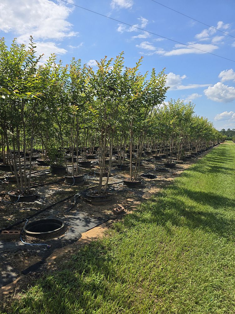 lagerstroemia-fauriei-natchez-japanese-crape-myrtle