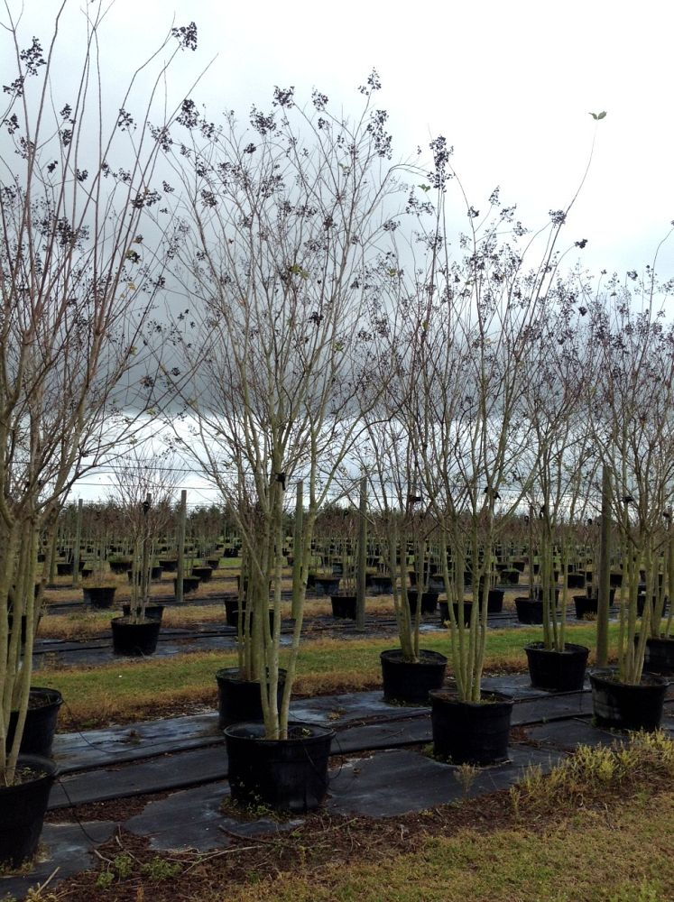 lagerstroemia-fauriei-natchez-japanese-crape-myrtle