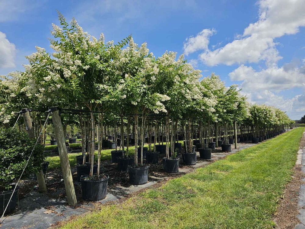 lagerstroemia-fauriei-natchez-japanese-crape-myrtle