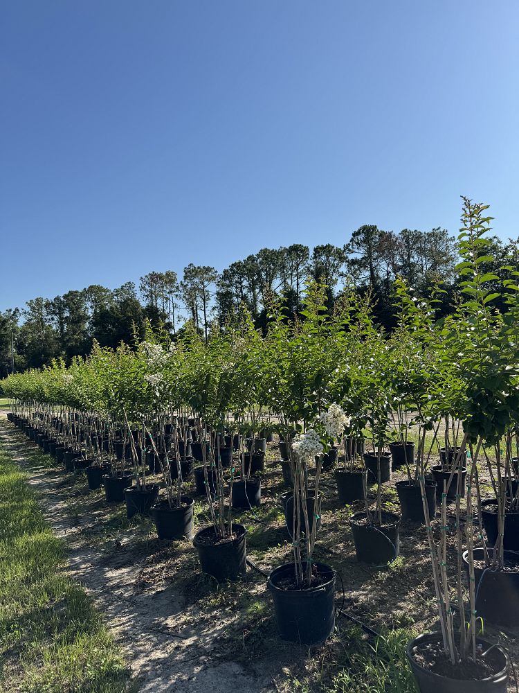 lagerstroemia-fauriei-natchez-japanese-crape-myrtle