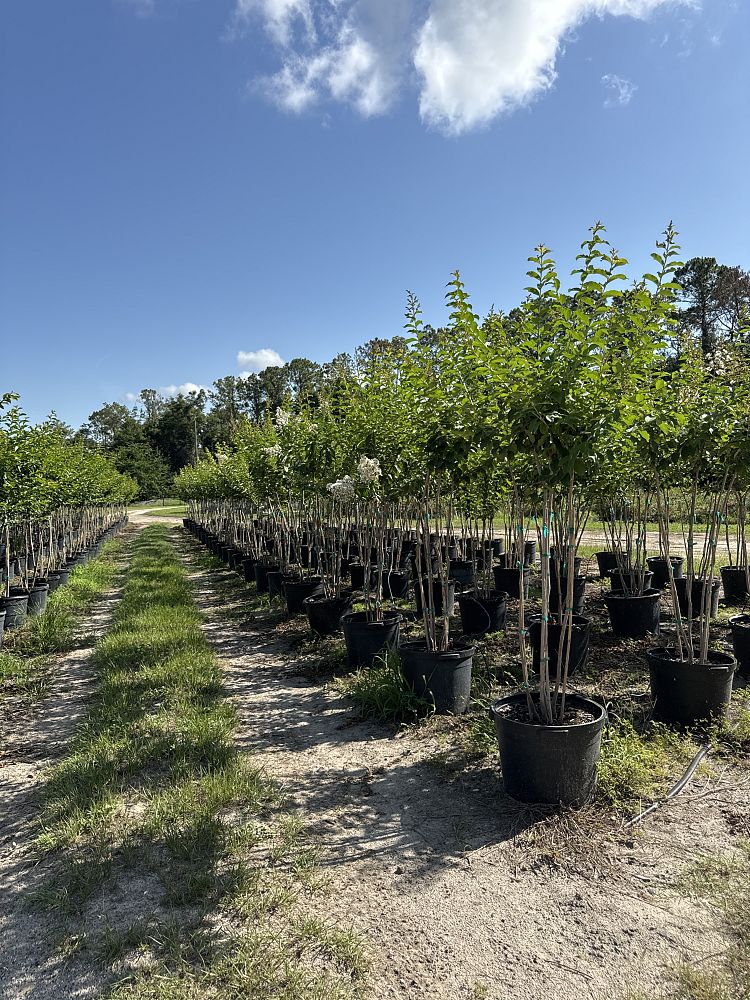 lagerstroemia-fauriei-natchez-japanese-crape-myrtle