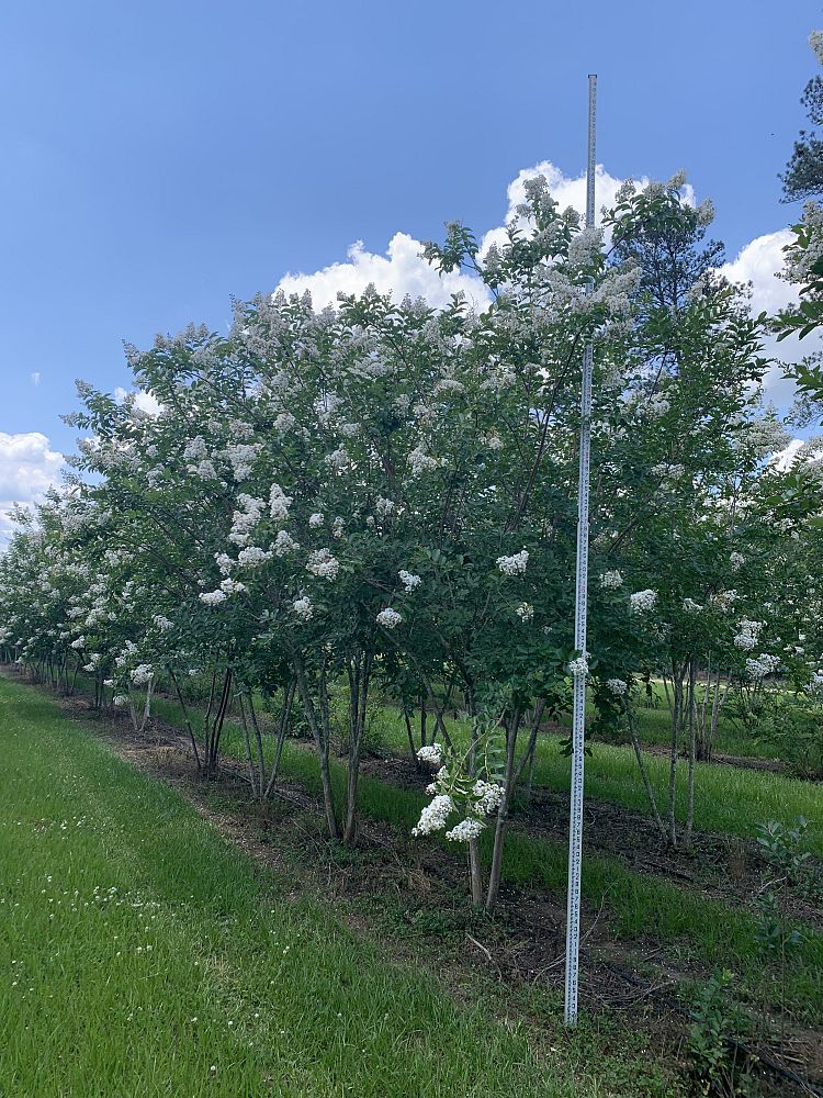 lagerstroemia-fauriei-natchez-japanese-crape-myrtle