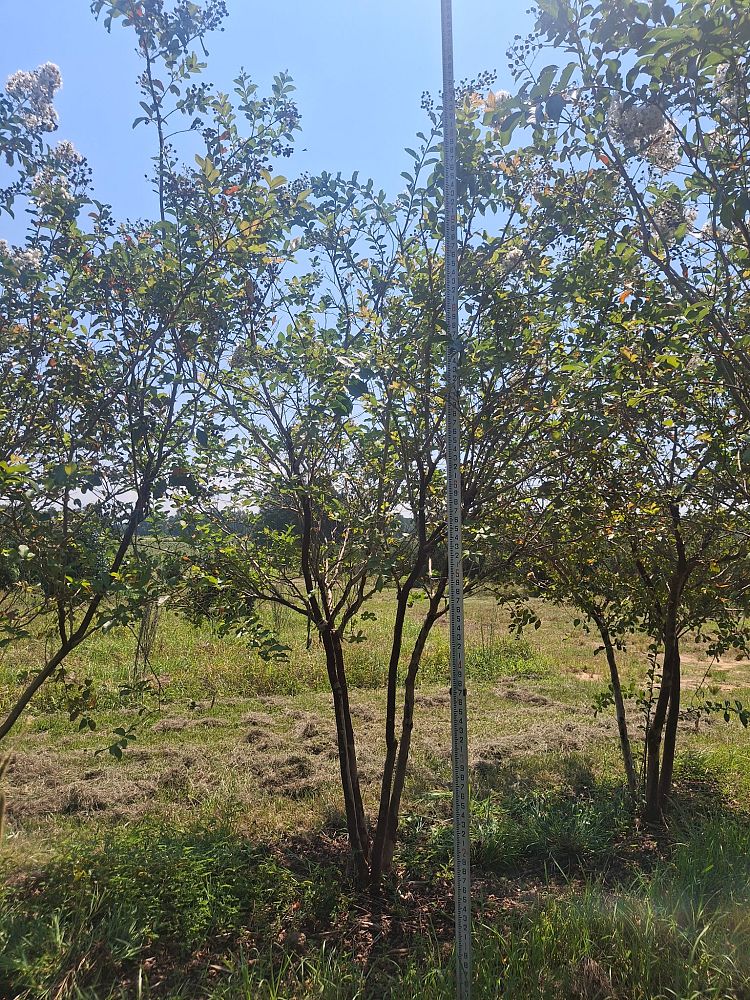 lagerstroemia-fauriei-natchez-japanese-crape-myrtle