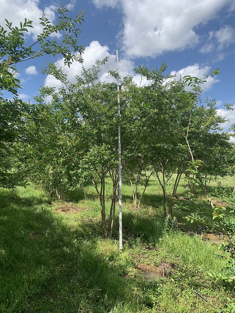 lagerstroemia-fauriei-natchez-japanese-crape-myrtle