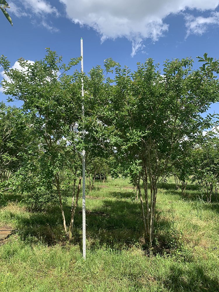 lagerstroemia-fauriei-natchez-japanese-crape-myrtle