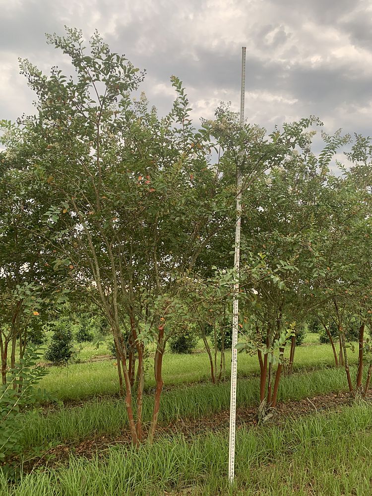 lagerstroemia-fauriei-natchez-japanese-crape-myrtle
