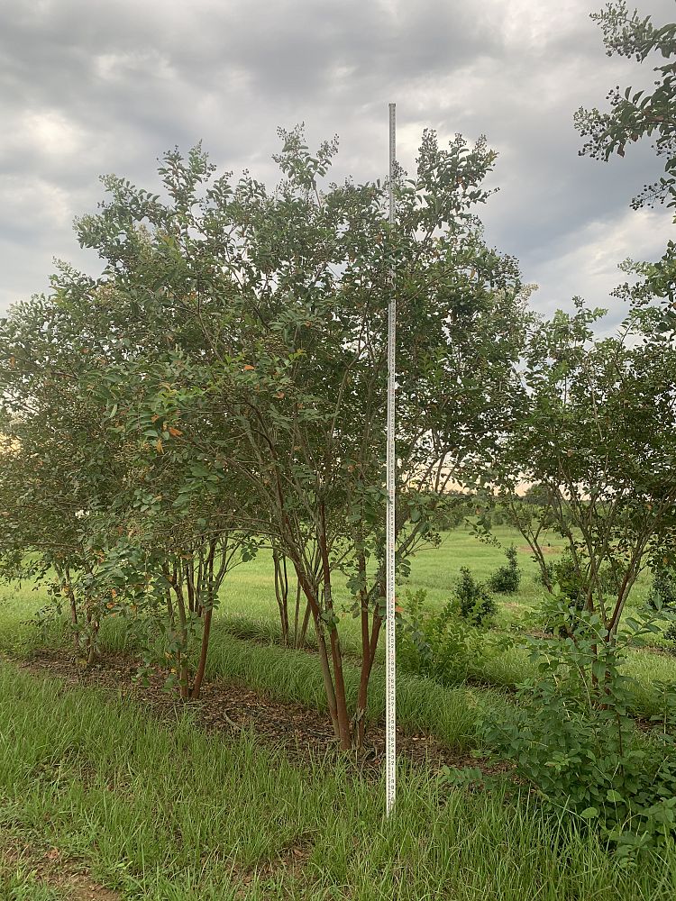 lagerstroemia-fauriei-natchez-japanese-crape-myrtle