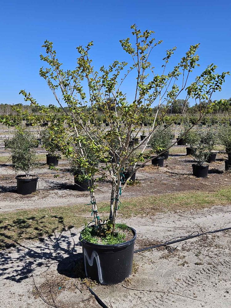 lagerstroemia-fauriei-natchez-japanese-crape-myrtle