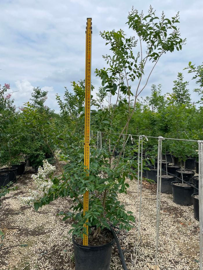 lagerstroemia-fauriei-natchez-japanese-crape-myrtle