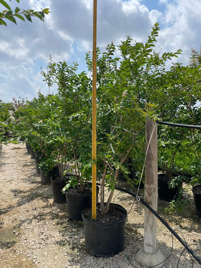 lagerstroemia-fauriei-natchez-japanese-crape-myrtle