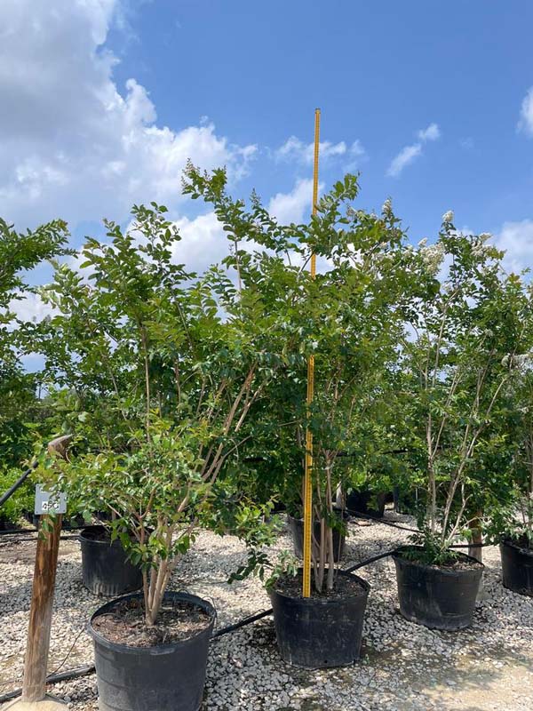 lagerstroemia-fauriei-natchez-japanese-crape-myrtle