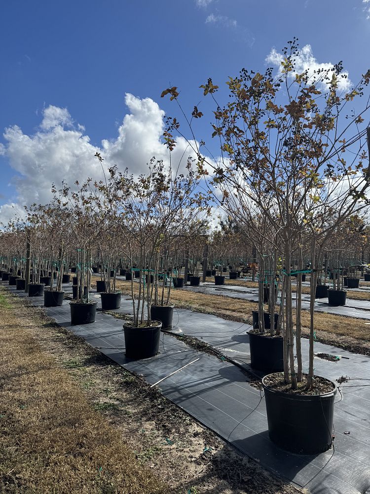 lagerstroemia-fauriei-natchez-japanese-crape-myrtle