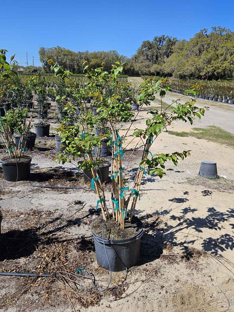lagerstroemia-fauriei-natchez-japanese-crape-myrtle