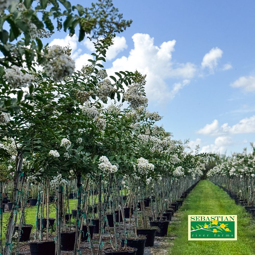 lagerstroemia-fauriei-natchez-japanese-crape-myrtle
