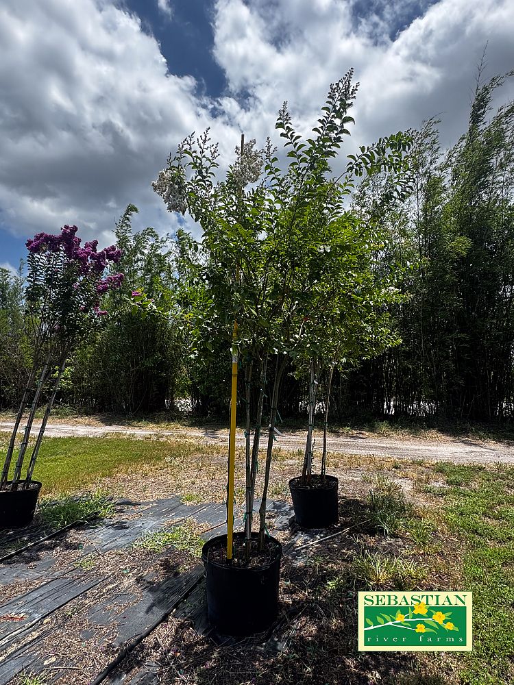 lagerstroemia-fauriei-natchez-japanese-crape-myrtle