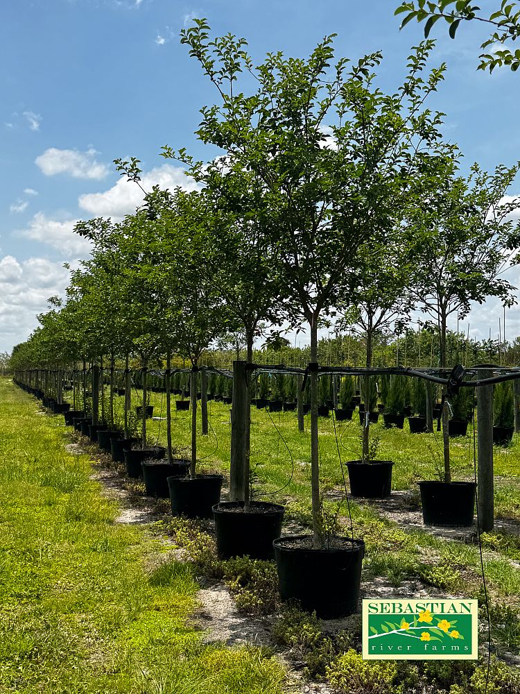 lagerstroemia-fauriei-natchez-japanese-crape-myrtle