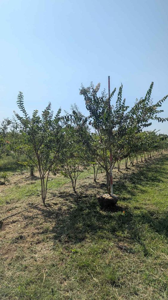 lagerstroemia-fauriei-natchez-japanese-crape-myrtle