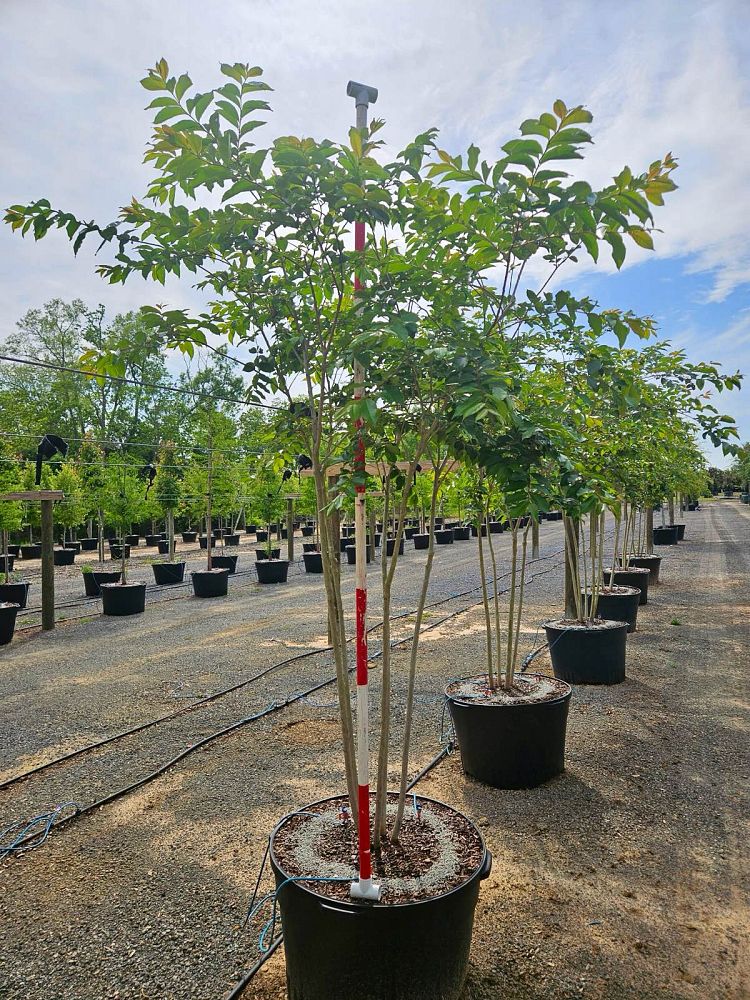 lagerstroemia-fauriei-natchez-japanese-crape-myrtle