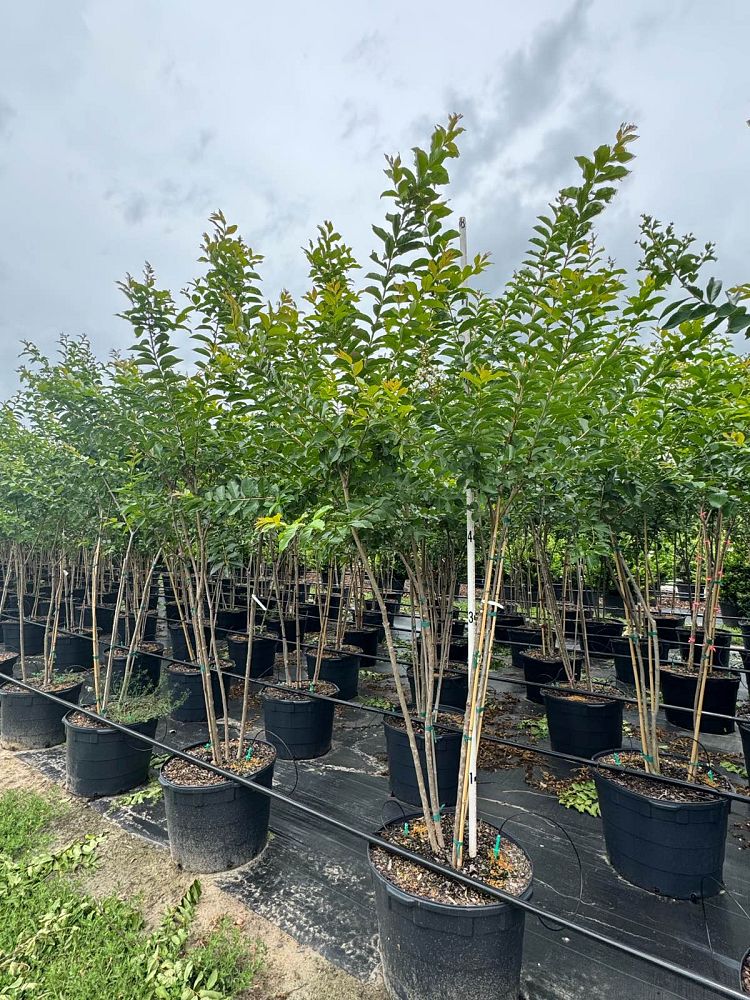 lagerstroemia-fauriei-natchez-japanese-crape-myrtle
