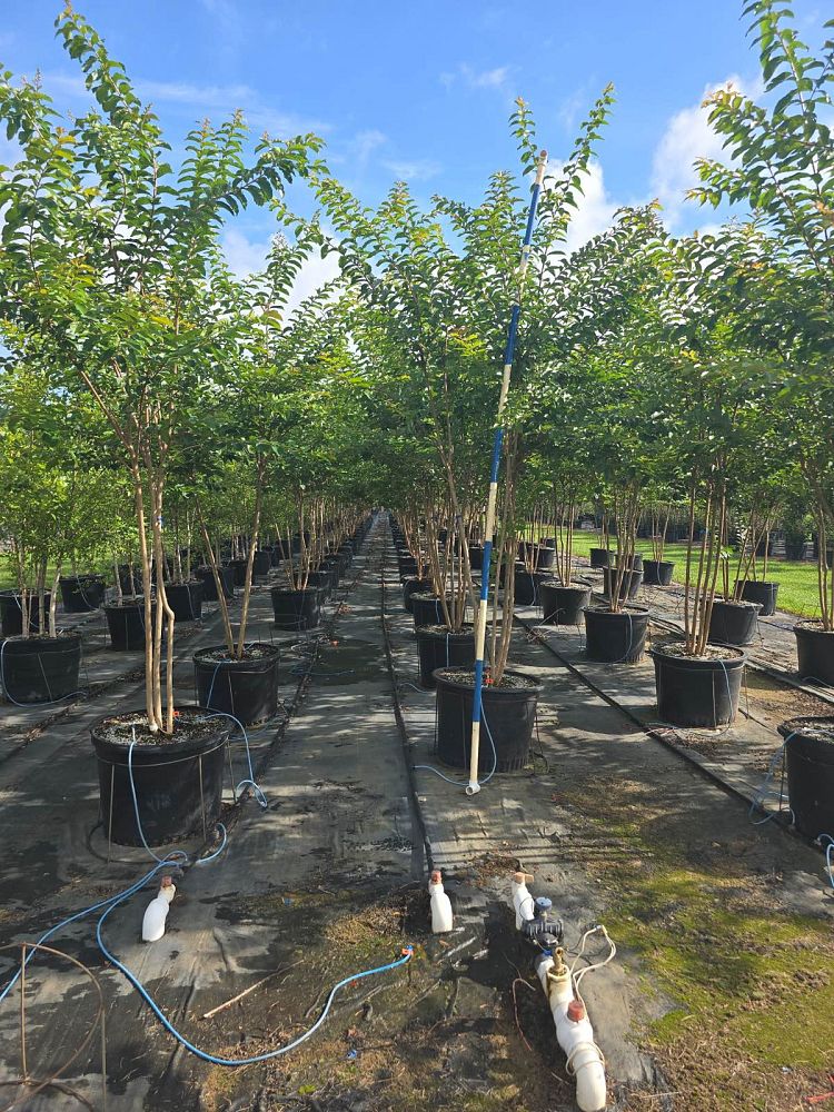 lagerstroemia-fauriei-natchez-japanese-crape-myrtle