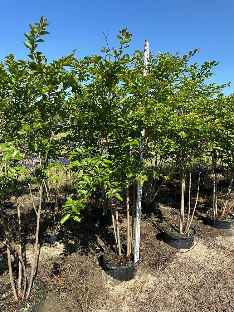 lagerstroemia-fauriei-natchez-japanese-crape-myrtle