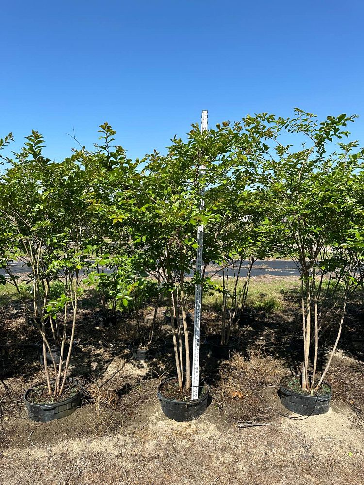 lagerstroemia-fauriei-natchez-japanese-crape-myrtle