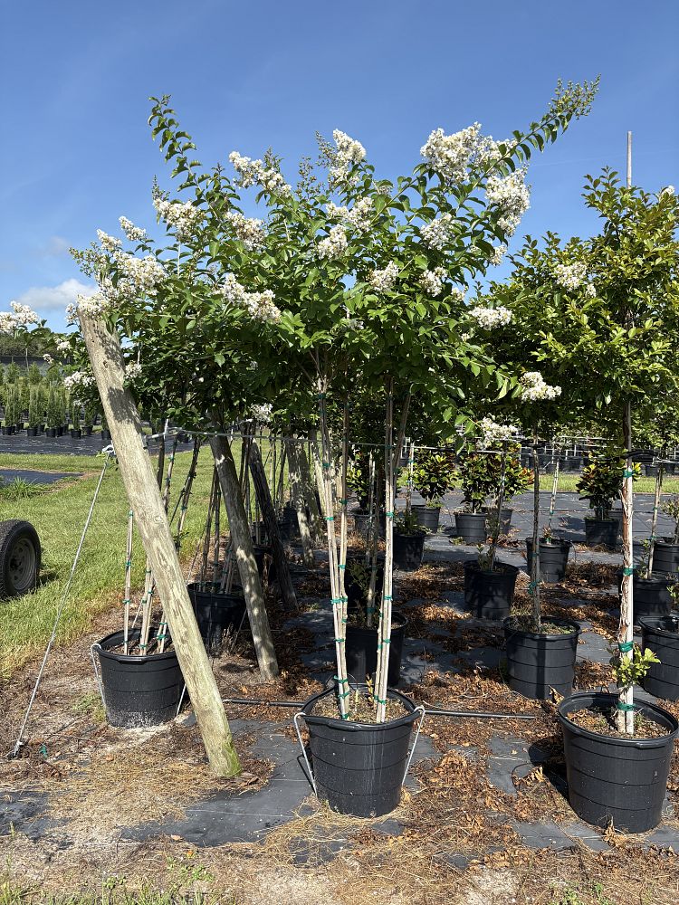 lagerstroemia-fauriei-natchez-japanese-crape-myrtle