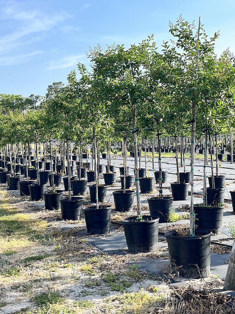 lagerstroemia-fauriei-natchez-japanese-crape-myrtle