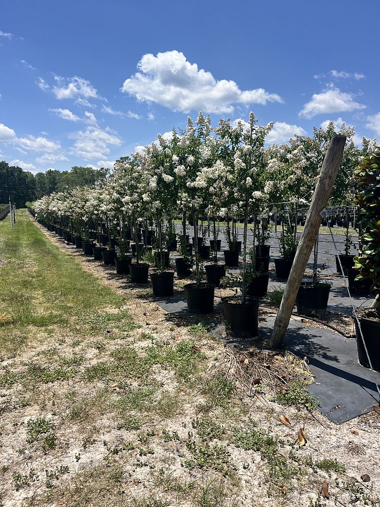 lagerstroemia-fauriei-natchez-japanese-crape-myrtle