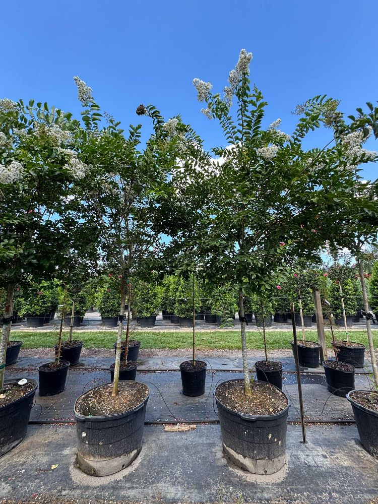 lagerstroemia-fauriei-natchez-japanese-crape-myrtle