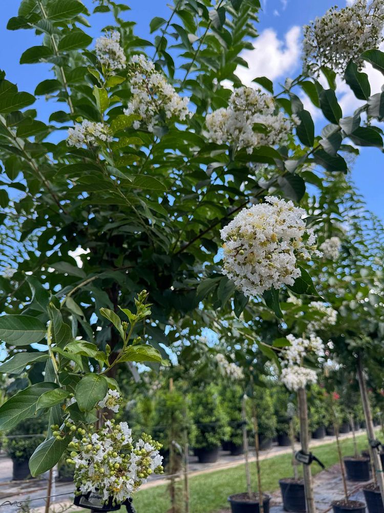 lagerstroemia-fauriei-natchez-japanese-crape-myrtle