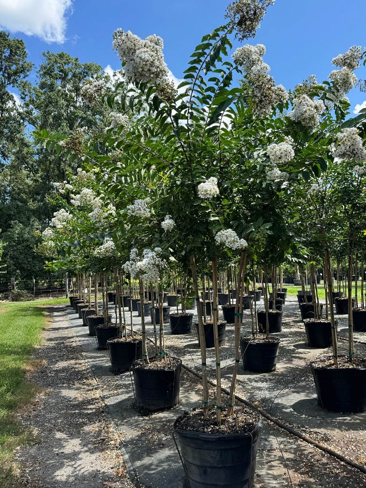 lagerstroemia-fauriei-natchez-japanese-crape-myrtle