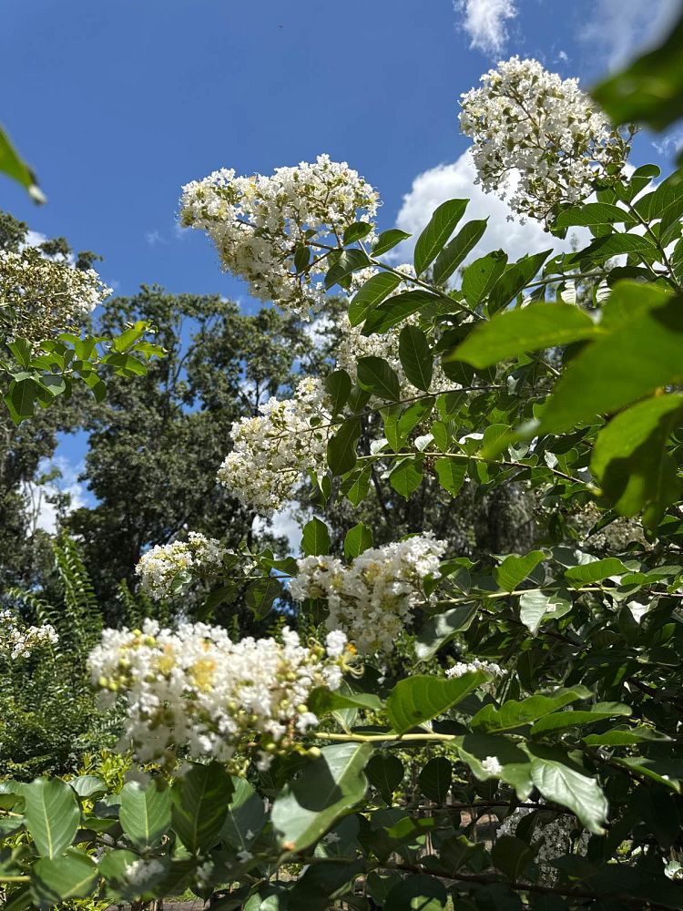 lagerstroemia-fauriei-natchez-japanese-crape-myrtle