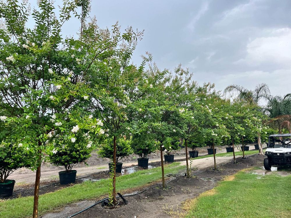 lagerstroemia-fauriei-natchez-japanese-crape-myrtle