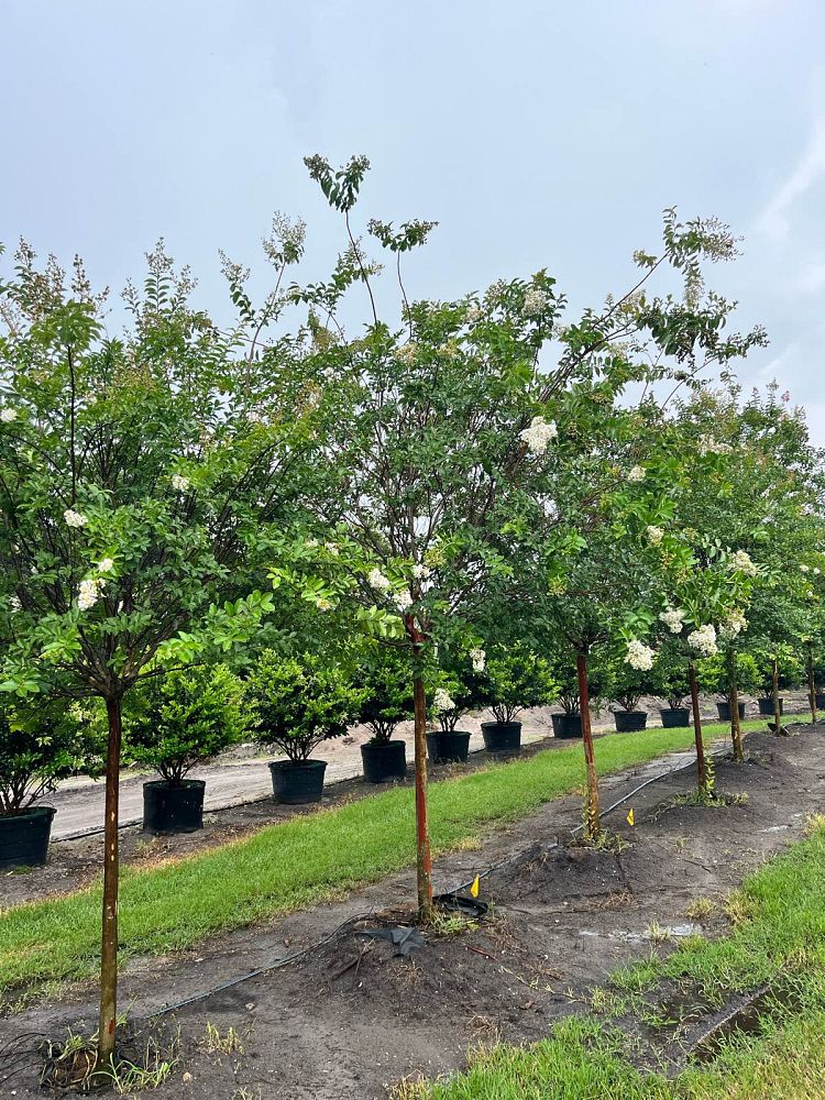 lagerstroemia-fauriei-natchez-japanese-crape-myrtle