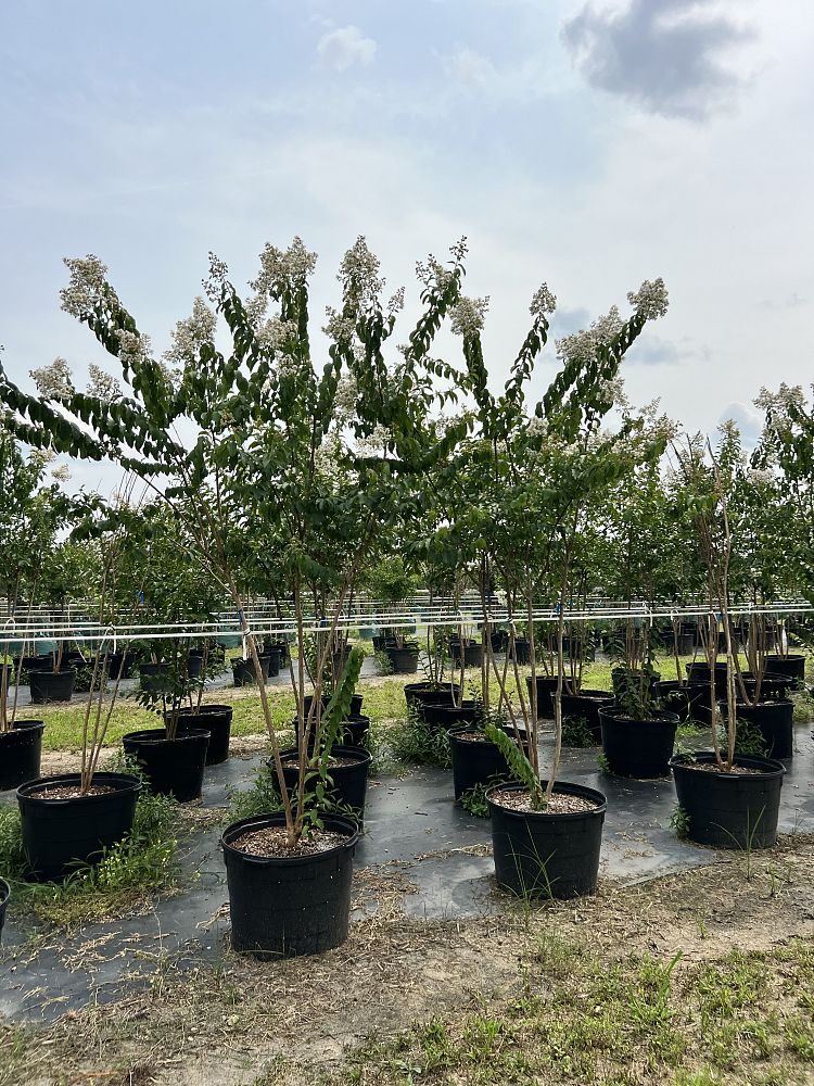 lagerstroemia-fauriei-natchez-japanese-crape-myrtle