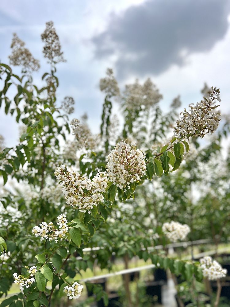 lagerstroemia-fauriei-natchez-japanese-crape-myrtle